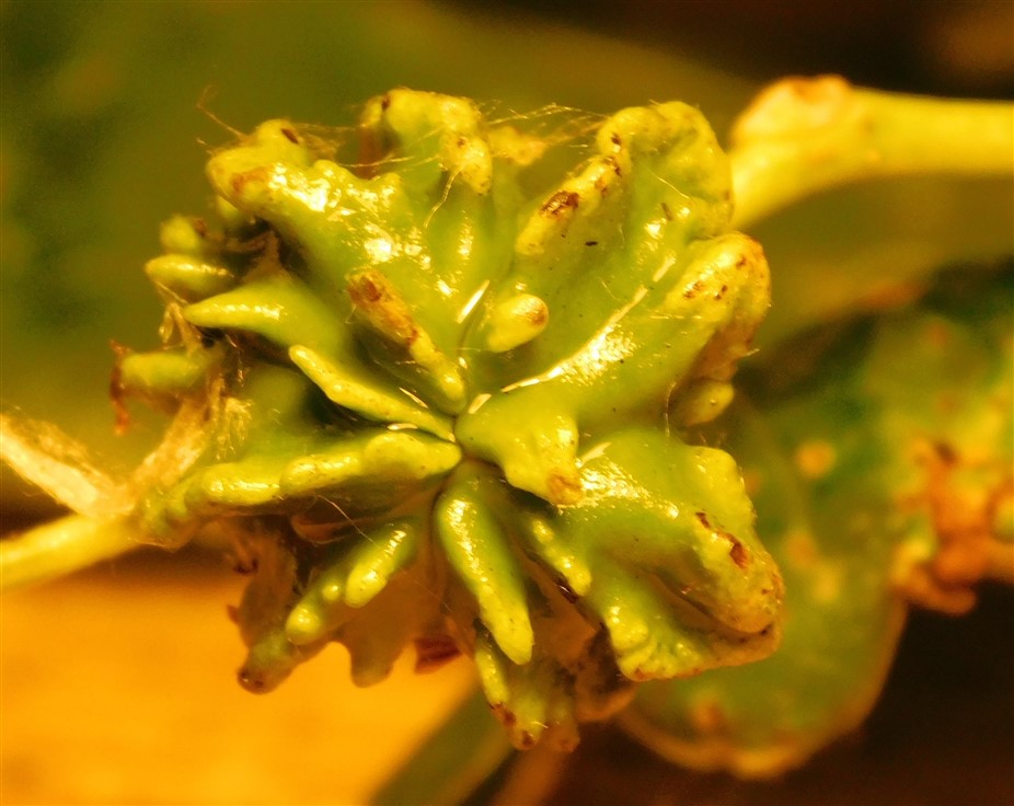 Cynipidae: Andricus quercuscalicis (galle)